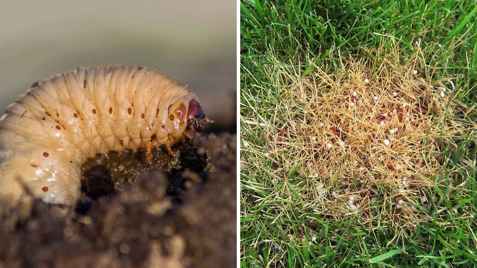 Grubs and brown patch are two afflictions that are common for Sunnydale Lawn Care to address.