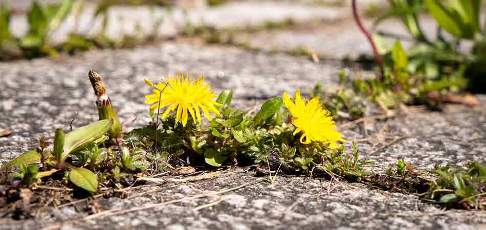 One of the most common weeds that is dealt with within the Troy region is dandelions.