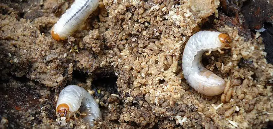 Grubs that were found under the turf of a Troy commercial property.