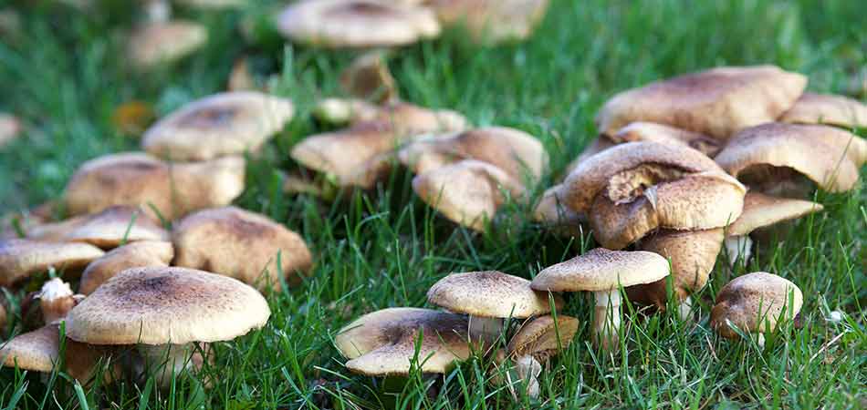 This Bloomfield yard has fairy ring disease spreading throughout the lawn.l