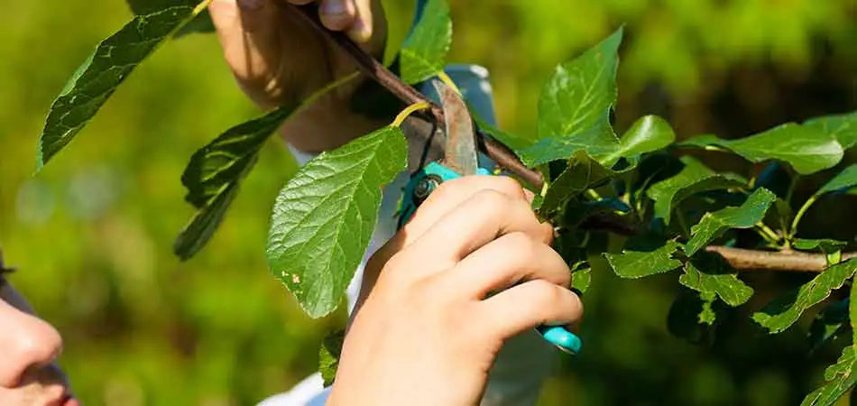 Sunnydale Lawn Care professional performing pruning services on a landscape small tree in Rochester.