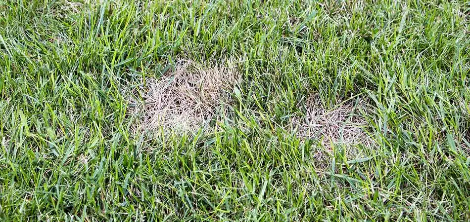 Troy residential front lawn with signs of fungal lawn disease.