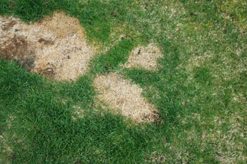 A diseased lawn that has dead spots and needs treatment at a home in Rochester, MI.